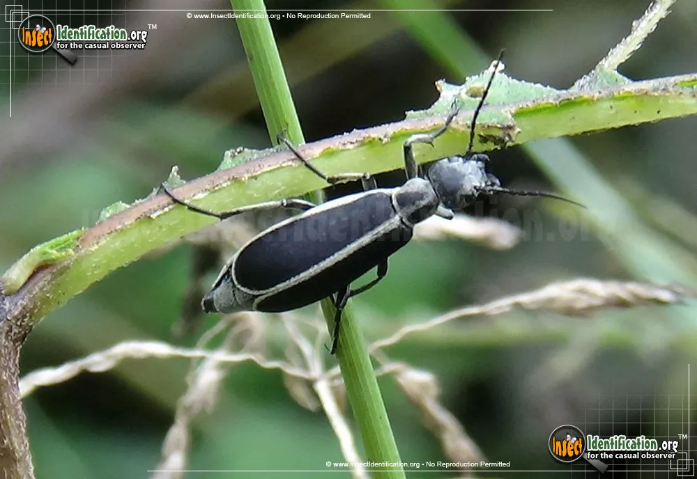 Margined Blister Beetle - photo 5