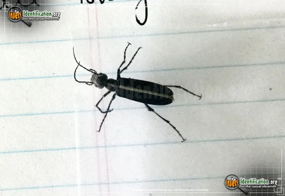 Margined Blister Beetle - photo 6