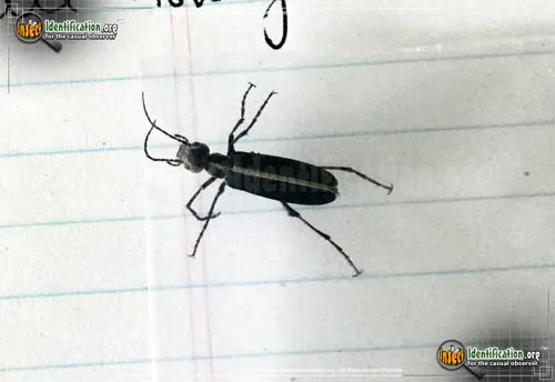 Margined Blister Beetle - photo 7