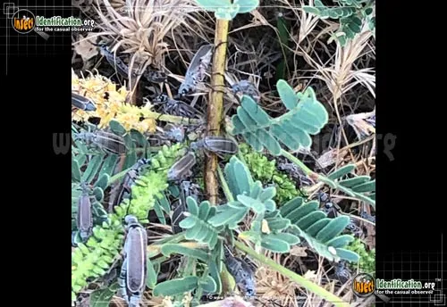 Margined Blister Beetle - photo 8