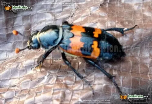 Margined Burying Beetle - photo 2