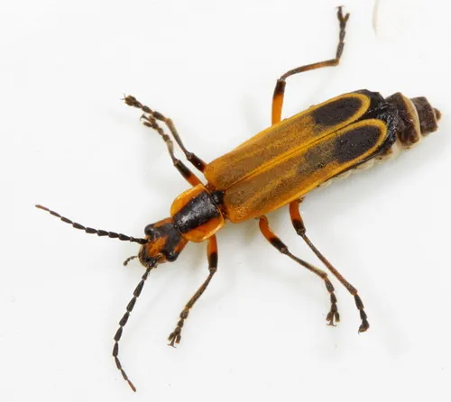 Margined Leatherwing Beetle