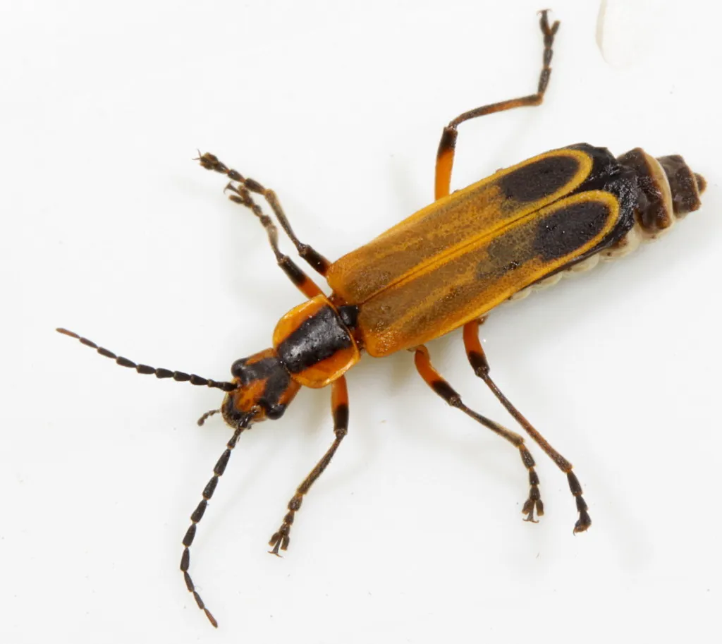 Margined Leatherwing Beetle - photo 3