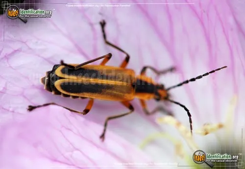 Margined Leatherwing Beetle - photo 4