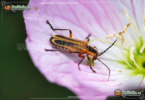 Margined Leatherwing Beetle - photo 5