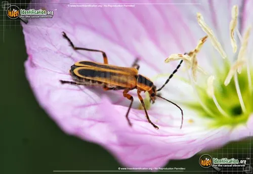 Margined Leatherwing Beetle - photo 6