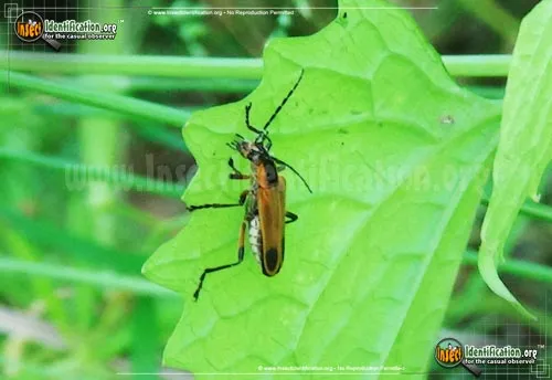 Margined Leatherwing Beetle - photo 7