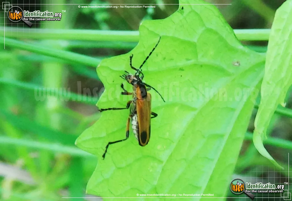Margined Leatherwing Beetle - photo 8