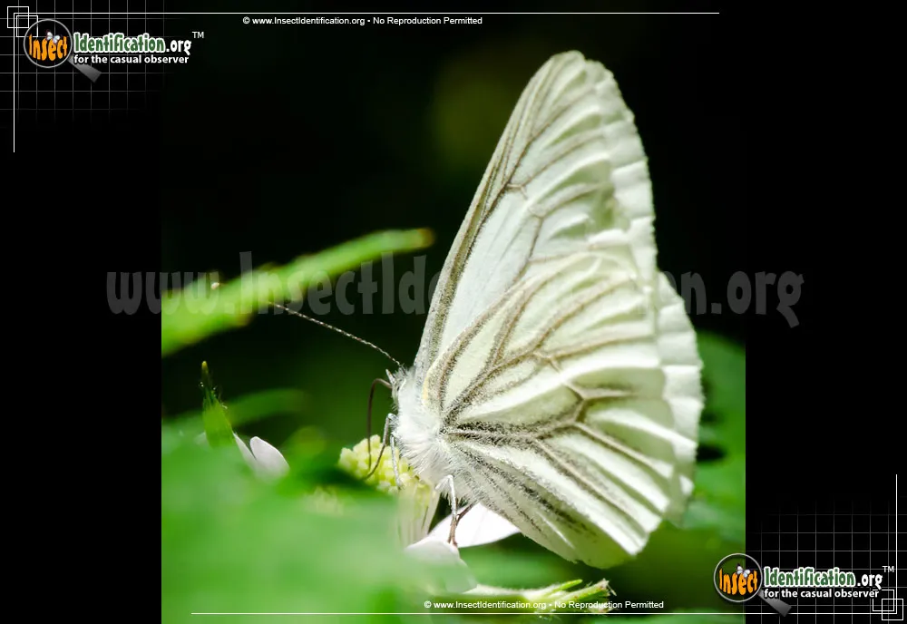 Margined White