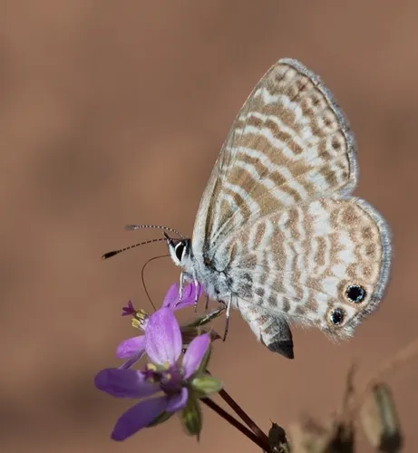 Marine Blue Butterfly