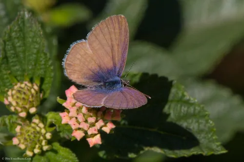 Marine Blue Butterfly - photo 4