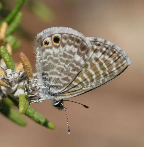 Marine Blue Butterfly - photo 6
