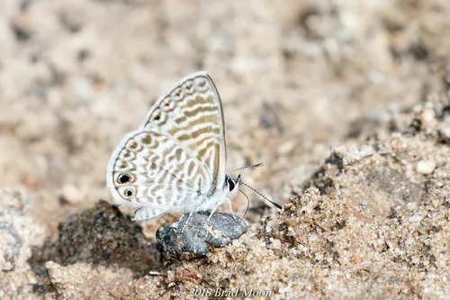 Marine Blue Butterfly - photo 8