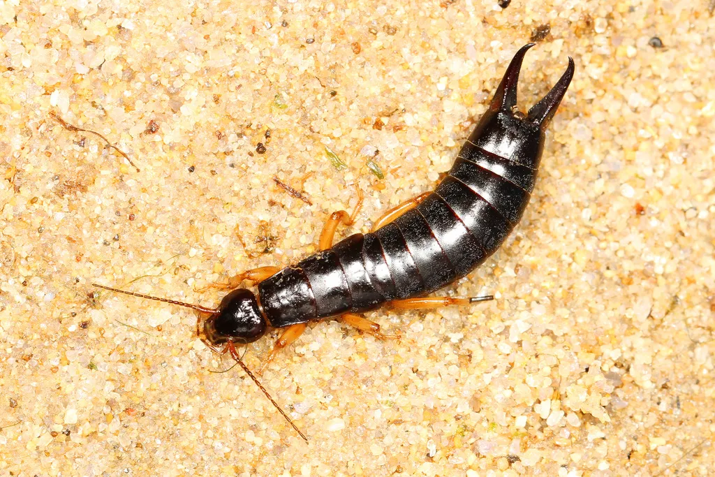 Maritime Earwig - photo 2