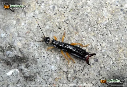 Maritime Earwig - photo 3