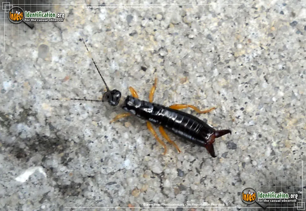Maritime Earwig - photo 4