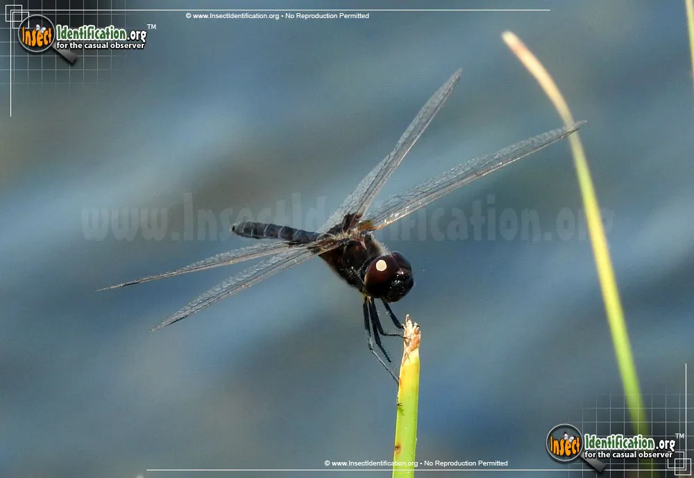 Marl Pennant Skimmer