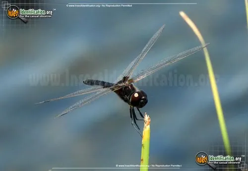 Marl Pennant Skimmer - photo 2