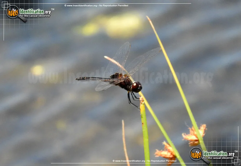 Marl Pennant Skimmer - photo 3