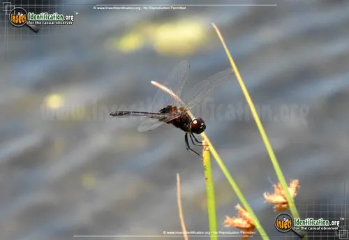 Marl Pennant Skimmer - photo 4
