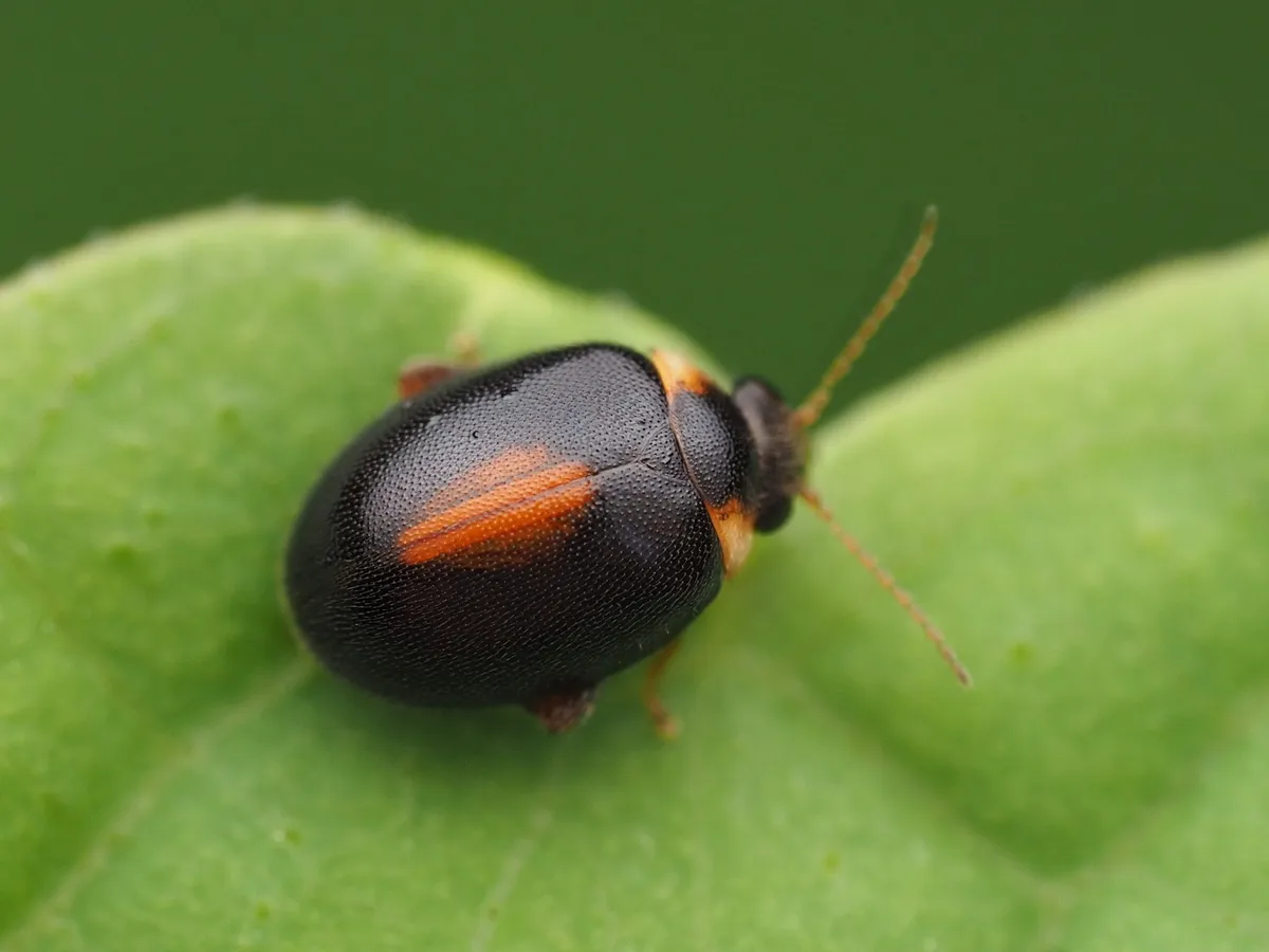 Marsh Beetle - photo 3