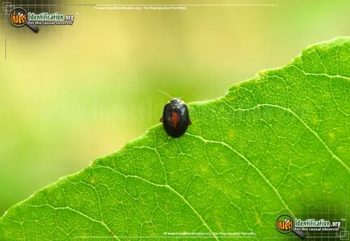 Marsh Beetle - photo 4