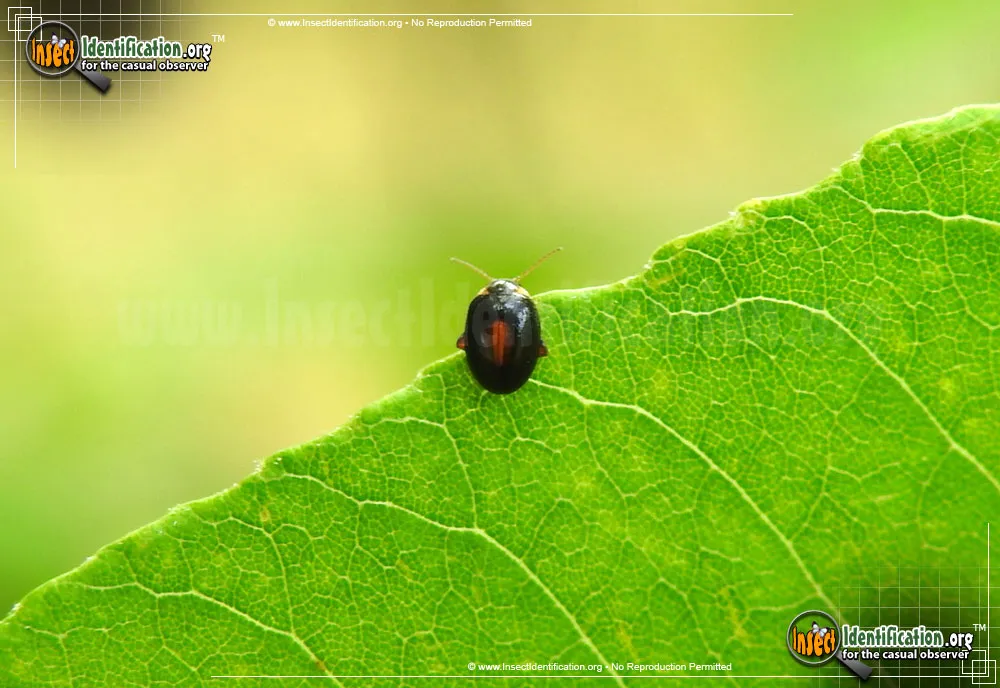 Marsh Beetle - photo 5