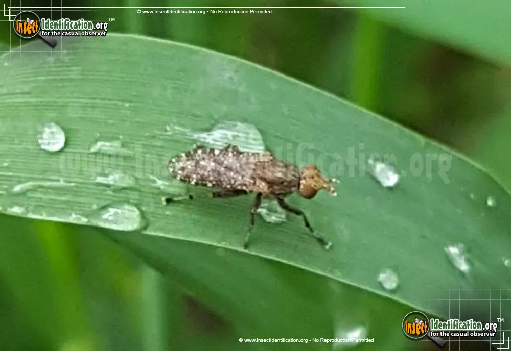 Marsh Fly - photo 3