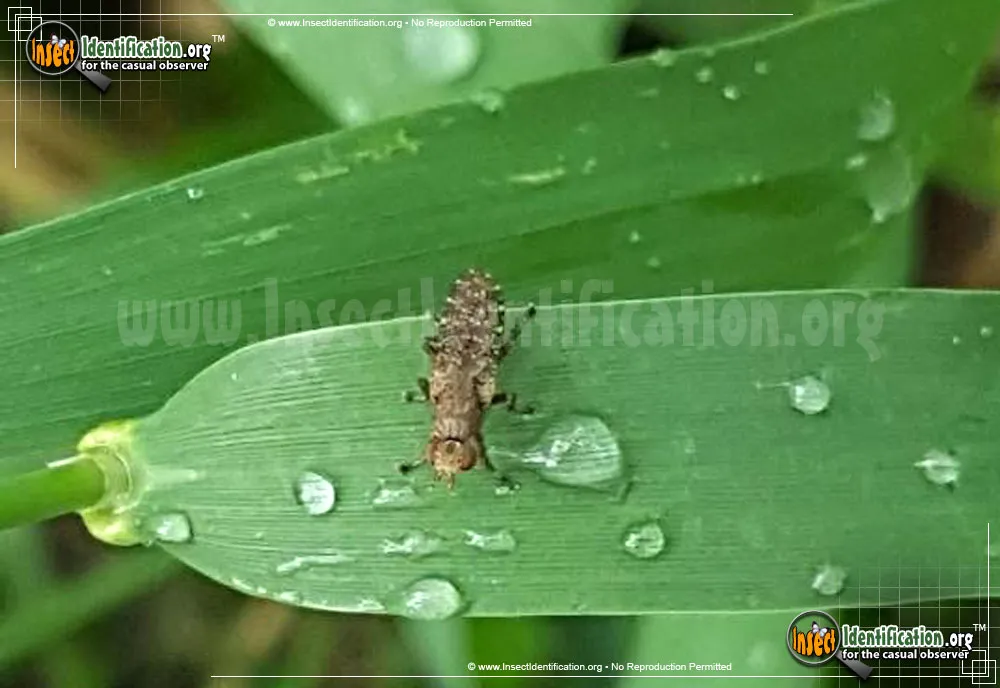 Marsh Fly - photo 5