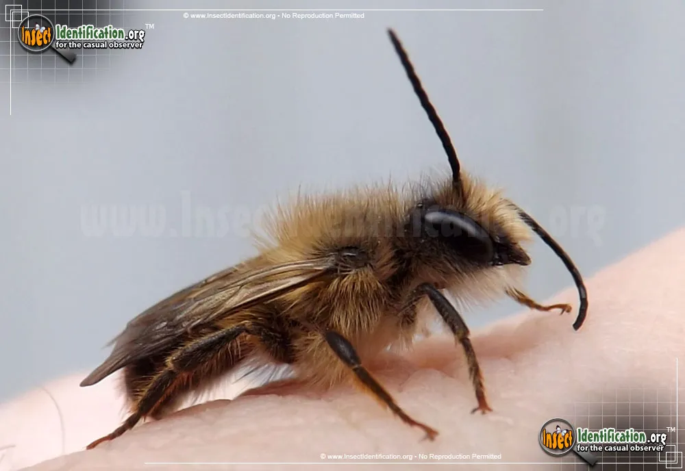 Mason Bee - Osmia spp.