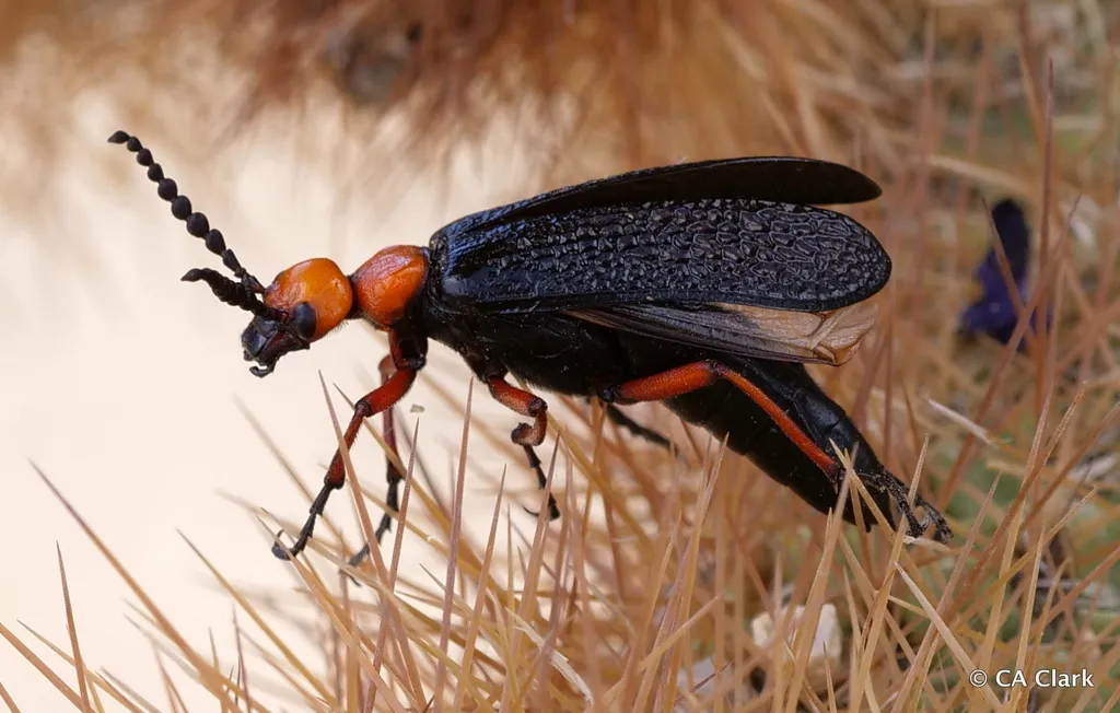 Master Blister Beetle - photo 2