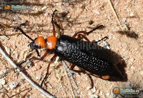 Master Blister Beetle - photo 4