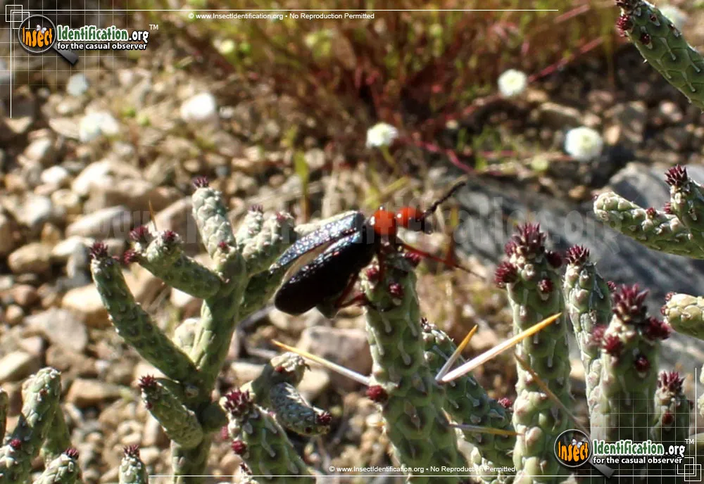 Master Blister Beetle - photo 5