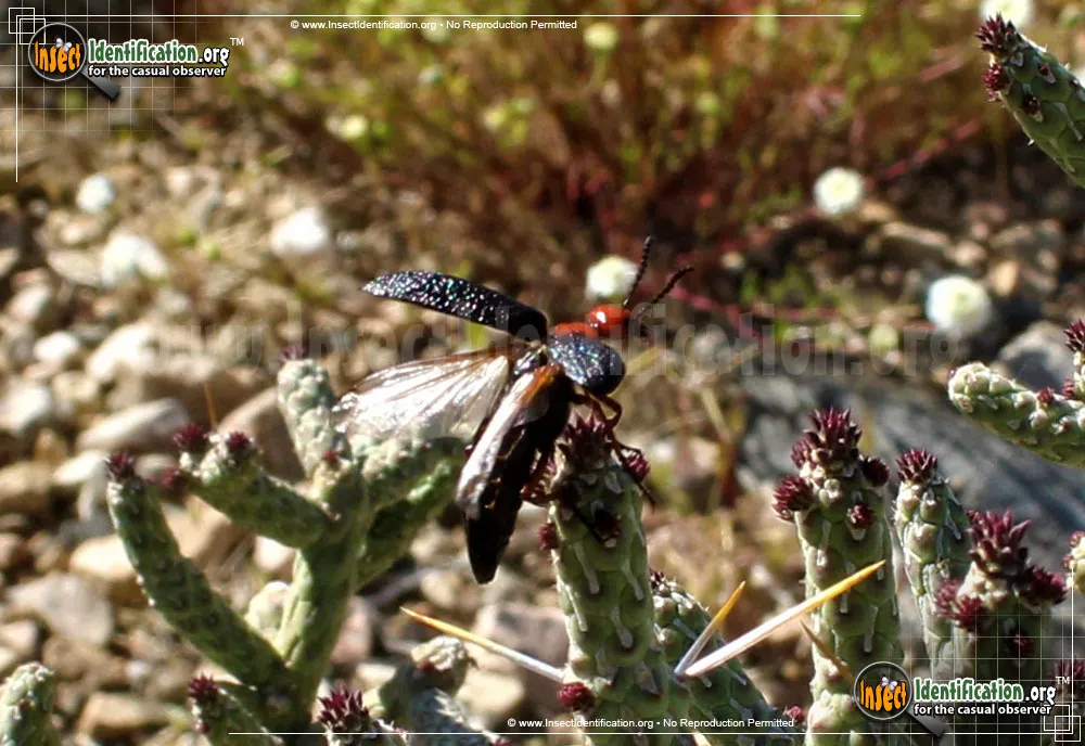 Master Blister Beetle - photo 6