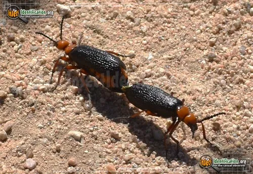 Master Blister Beetle - photo 7