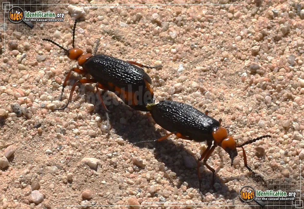 Master Blister Beetle - photo 8