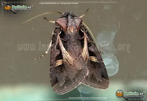 Master's Dart Moth - photo 2