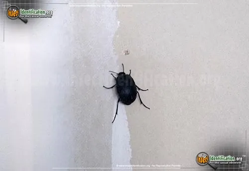 May Beetle -P. cribrosa - photo 2