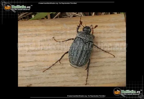 May Beetle -P. lanceolata - photo 2