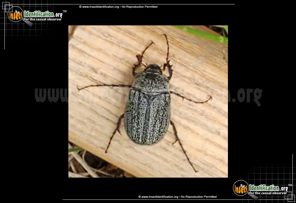 May Beetle -P. lanceolata - photo 3