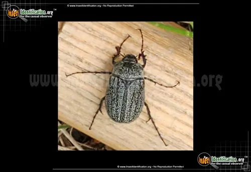 May Beetle -P. lanceolata - photo 4