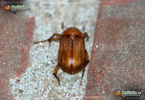 May Beetles - photo 2