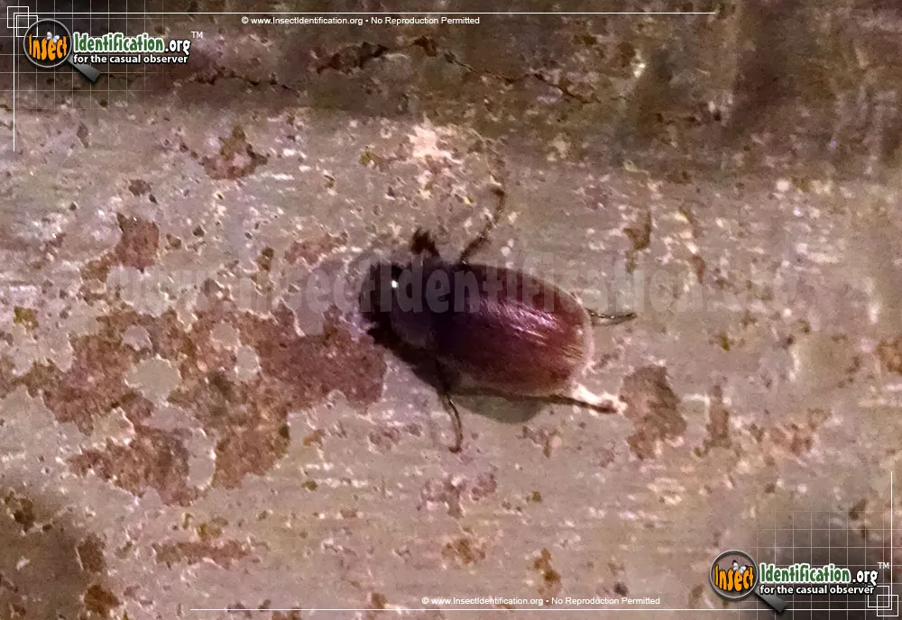 May Beetles - photo 3