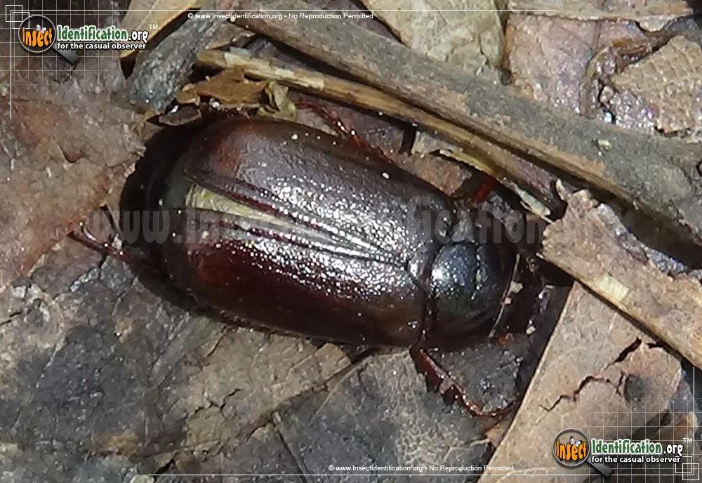 May Beetles - photo 5