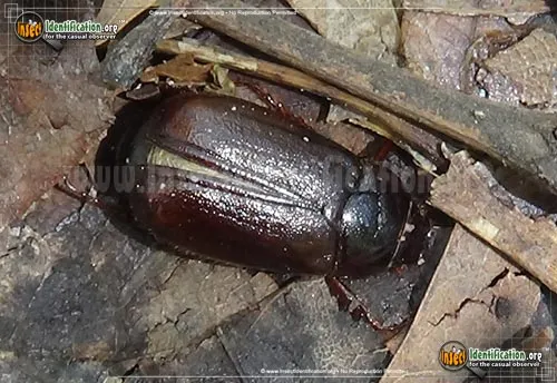 May Beetles - photo 6