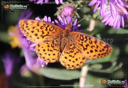 Meadow Fritillary Butterly - photo 2