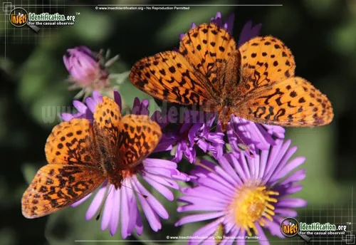 Meadow Fritillary Butterly - photo 4