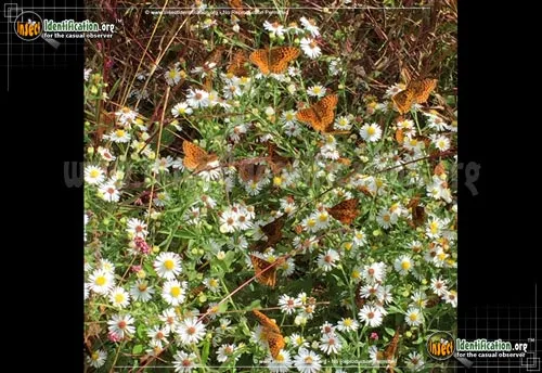 Meadow Fritillary Butterly - photo 6