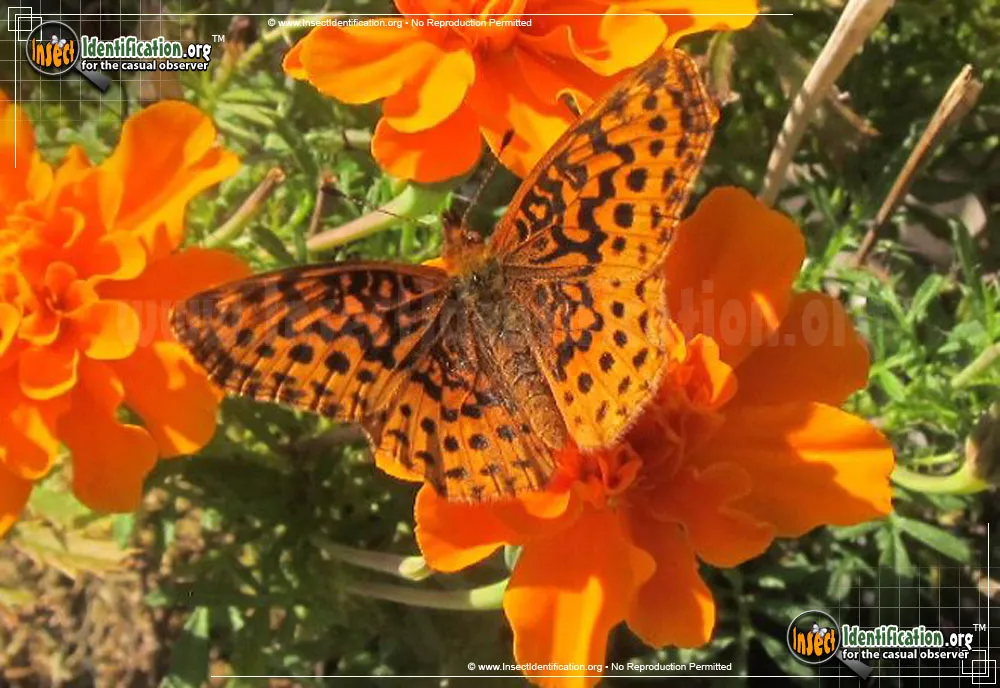 Meadow Fritillary Butterly - photo 7