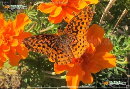 Meadow Fritillary Butterly - photo 8
